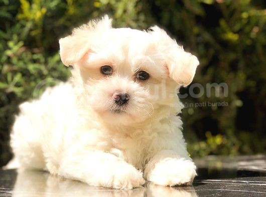 Xsmall Malti̇po Mi̇ni̇ Boy Yavrumuz görsel