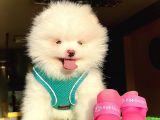 Pomerani̇an Boo Kusursuz Karbeyaz