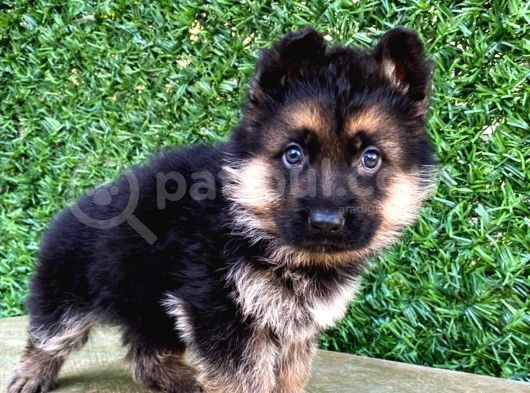 Baru Soyu Yavrular Irkin En İyi̇si̇ni̇ Arayanlara