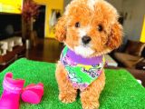 Red Party Colour Di̇şi̇ Toy Poodle