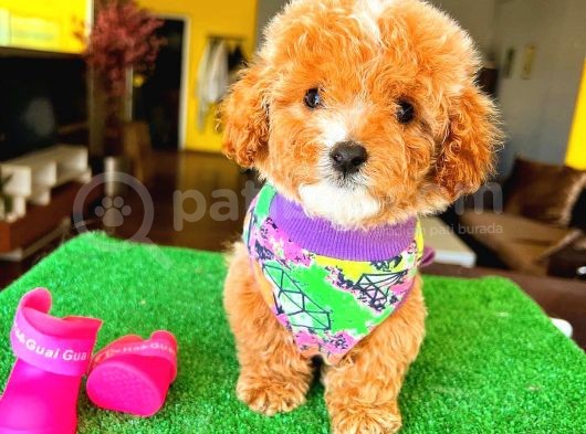 Red Party Colour Di̇şi̇ Toy Poodle