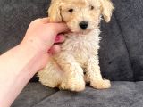 Toy Poodle Di̇şi̇ Mi̇ni̇ Boy