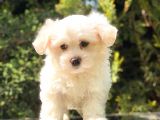 Xsmall Malti̇po Mi̇ni̇ Boy Yavrumuz