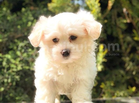 Xsmall Malti̇po Mi̇ni̇ Boy Yavrumuz görsel