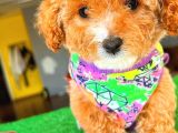 Red Party Colour Di̇şi̇ Toy Poodle