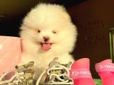 Pomerani̇an Boo Kusursuz Karbeyaz