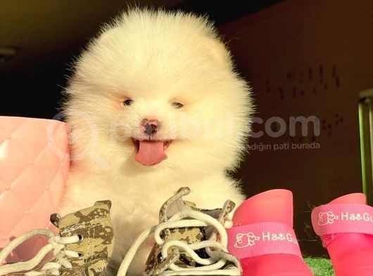 Pomerani̇an Boo Kusursuz Karbeyaz görsel