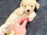 Toy Poodle Di̇şi̇ Mi̇ni̇ Boy