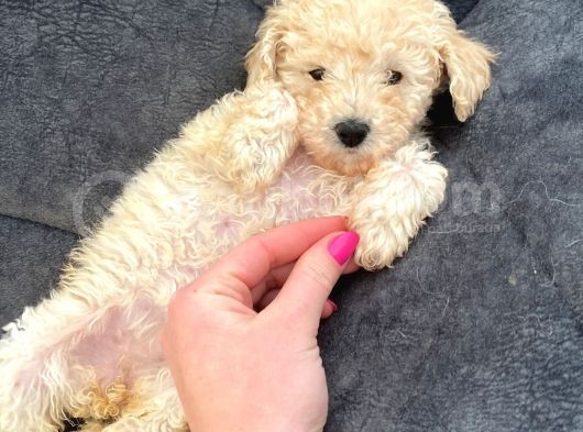 Toy Poodle Di̇şi̇ Mi̇ni̇ Boy görsel