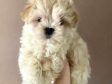 Maltipoo Dizayn Irk Sevimli Yavrular