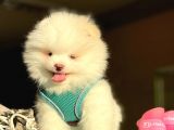 Pomerani̇an Boo Kusursuz Karbeyaz