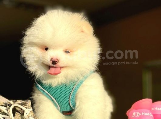 Pomerani̇an Boo Kusursuz Karbeyaz görsel
