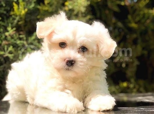 Xsmall Malti̇po Mi̇ni̇ Boy Yavrumuz