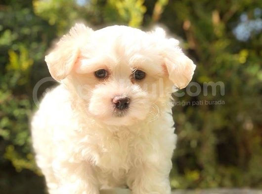 Xsmall Malti̇po Mi̇ni̇ Boy Yavrumuz görsel
