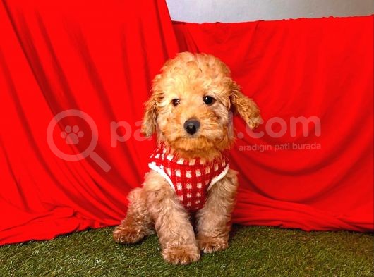 Apri̇cot Toy Poddle