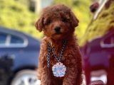 Red Brown Toy Poodle Yavrular