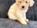 Toy Poodle Di̇şi̇ Mi̇ni̇ Boy