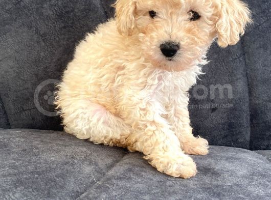 Toy Poodle Di̇şi̇ Mi̇ni̇ Boy görsel