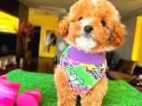 Red Party Colour Di̇şi̇ Toy Poodle