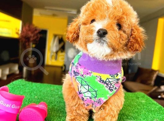 Red Party Colour Di̇şi̇ Toy Poodle görsel