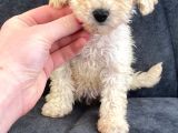 Toy Poodle Di̇şi̇ Mi̇ni̇ Boy