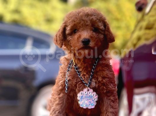 Red Brown Toy Poodle Yavrular görsel