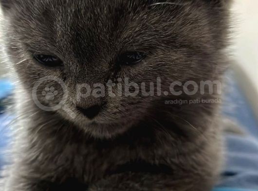 Sahibinden