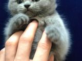 British Longhair Gri