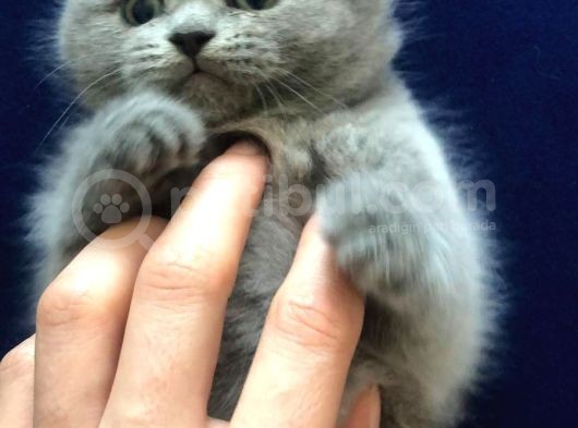 British Longhair Gri