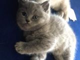 British Longhair Gri