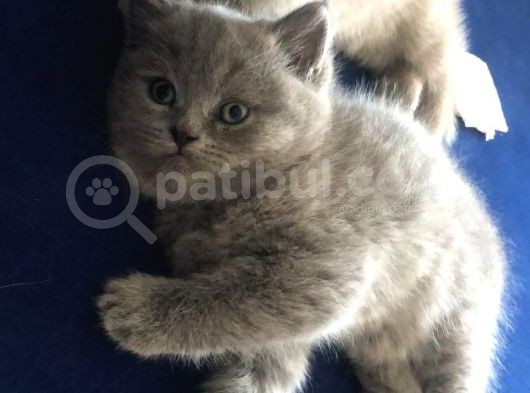 British Longhair Gri görsel