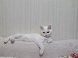 2 Yaşında British Longhair Dişi Kedim Sahiplenecek Yuva