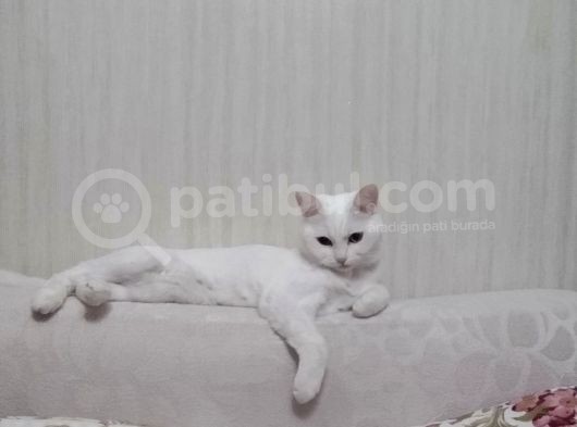 2 Yaşında British Longhair Dişi Kedim Sahiplenecek Yuva görsel