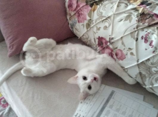 2 Yaşında British Longhair Dişi Kedim Sahiplenecek Yuva görsel
