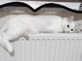 2 Yaşında British Longhair Dişi Kedim Sahiplenecek Yuva