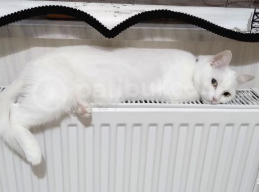 2 Yaşında British Longhair Dişi Kedim Sahiplenecek Yuva görsel