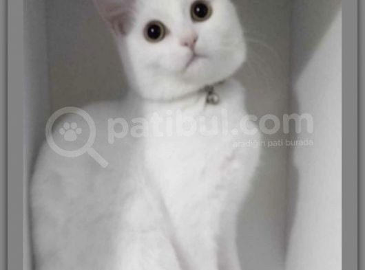 2 Yaşında British Longhair Dişi Kedim Sahiplenecek Yuva