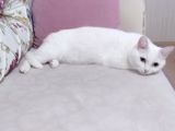 2 Yaşında British Longhair Dişi Kedim Sahiplenecek Yuva