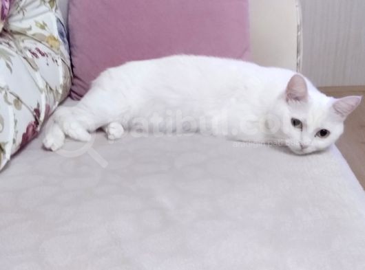 2 Yaşında British Longhair Dişi Kedim Sahiplenecek Yuva görsel