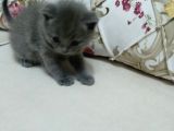 British Shorthair Yavrumuz Için Yeni Yuva Aranıyor