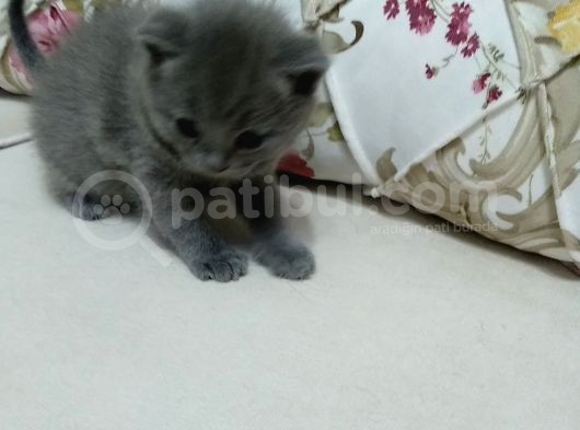 British Shorthair Yavrumuz Için Yeni Yuva Aranıyor görsel