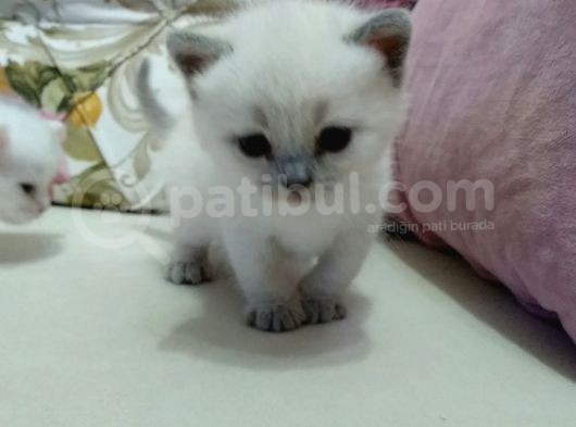 British Blue Point Yavrumuz Için Yeni Yuva Aranıyor görsel