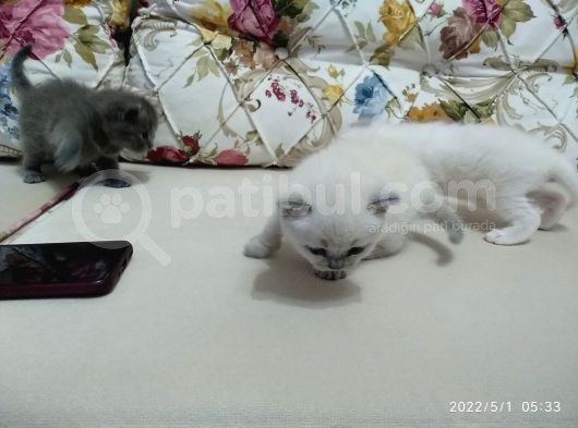 British Blue Point Yavrumuz Için Yeni Yuva Aranıyor görsel