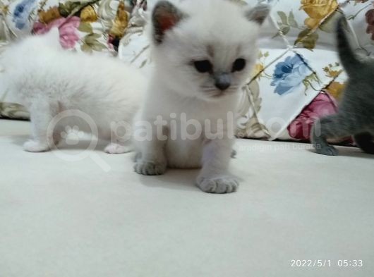 British Blue Point Yavrumuz Için Yeni Yuva Aranıyor görsel