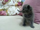 British Shorthair Yavrumuz Için Yeni Yuva Aranıyor