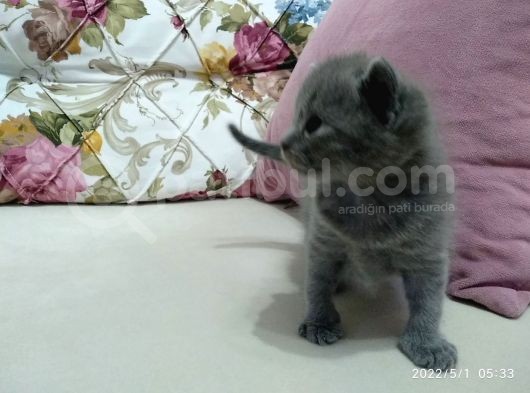 British Shorthair Yavrumuz Için Yeni Yuva Aranıyor görsel