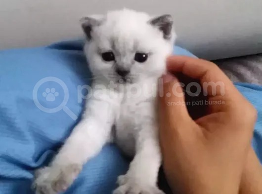 5 Haftalık Orijinal Yavrular görsel
