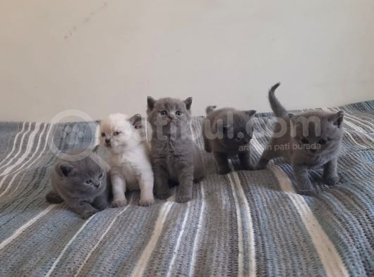 5 Haftalık Orijinal Yavrular görsel