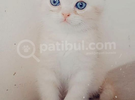 Minik Oğlumuz Yeni Ailesini Bekliyor görsel
