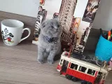 5 Haftalık Orijinal Yavrular